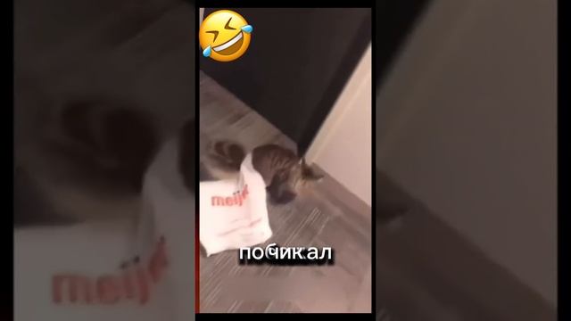 Мемы о питомцах! 🤪😻👁