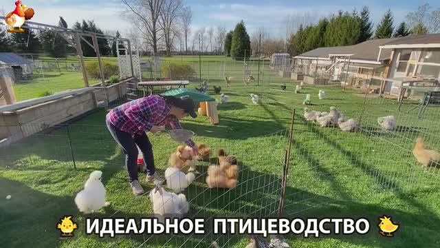 Идеальное птицеводство достойно восхищения 🐓🦆🦢🦚🦃🐔 эпизод (215)
