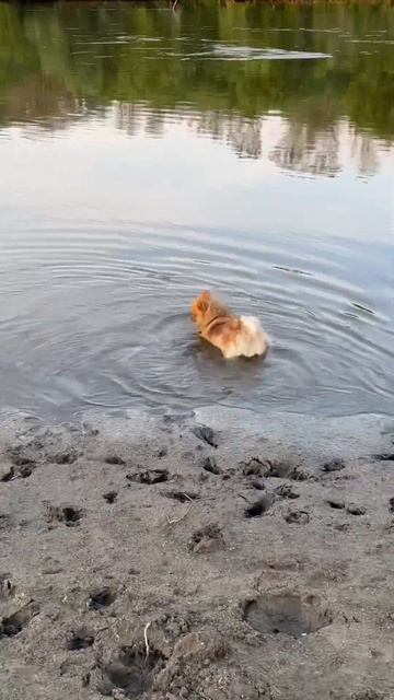 Шпиц на речке