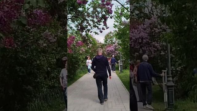 Видео с запахом сирени
Сиреневый сад 
Москва Щёлковское шоссе 8-12