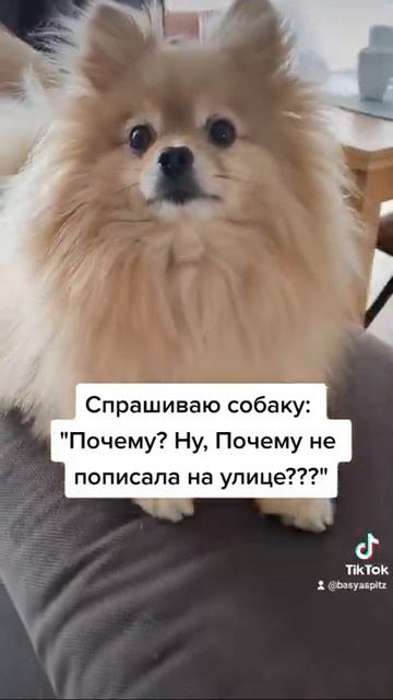 Почему шпиц не пописал на улице?
