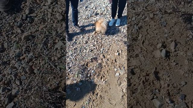 к нашей лисе Барселоне посватался Мишка малой😊😁