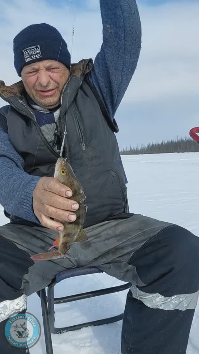 ОКУНЬ ДОЛБИТ НОРМ.