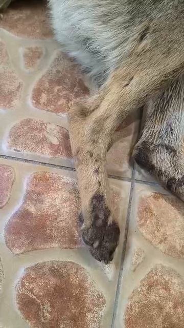 Собачка нуждается в помощи