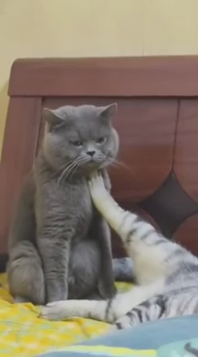 Приходила моя Валя, поиграли на рояле🤣
