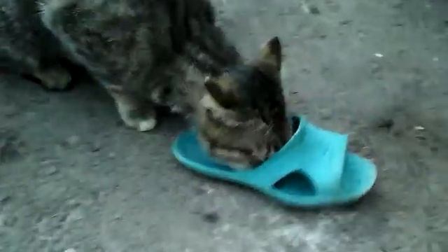 Если дать котёнку тапок, не взять его потом назад!