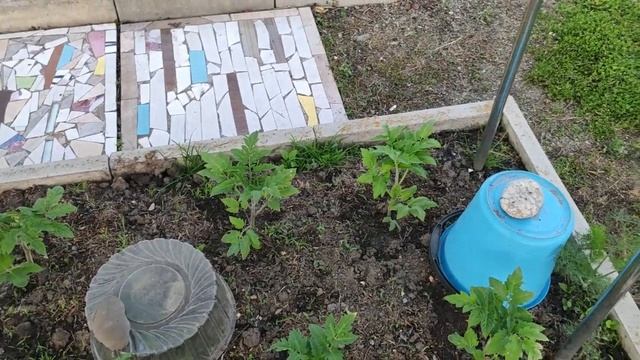 Как защитить рассаду в грунте от града.