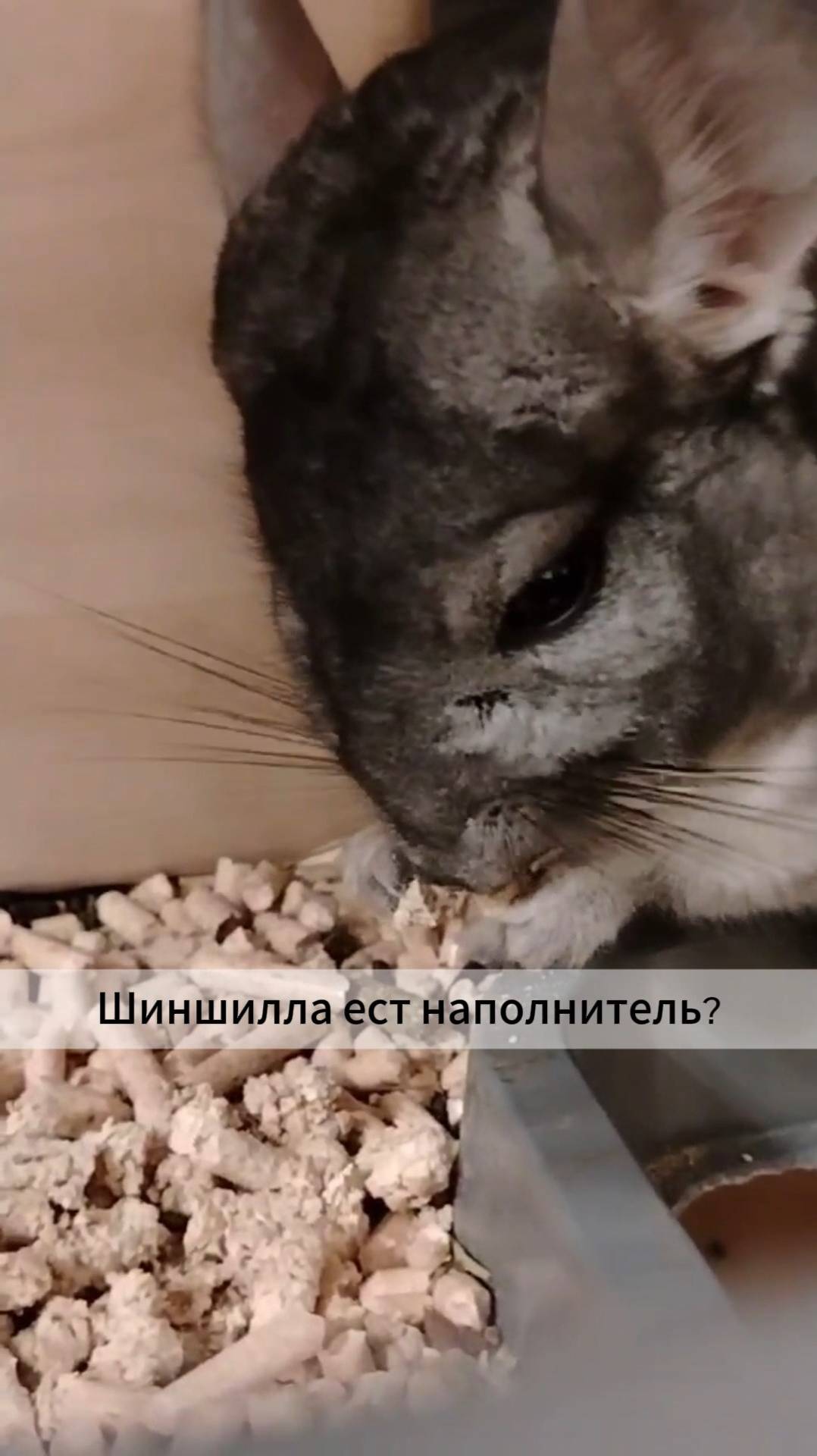 Шиншилла ест наполнитель