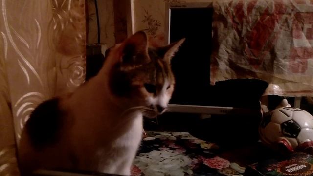 С кошкой Симкой слушаем музыку на даче