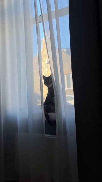 Знакомый звук 😺😺