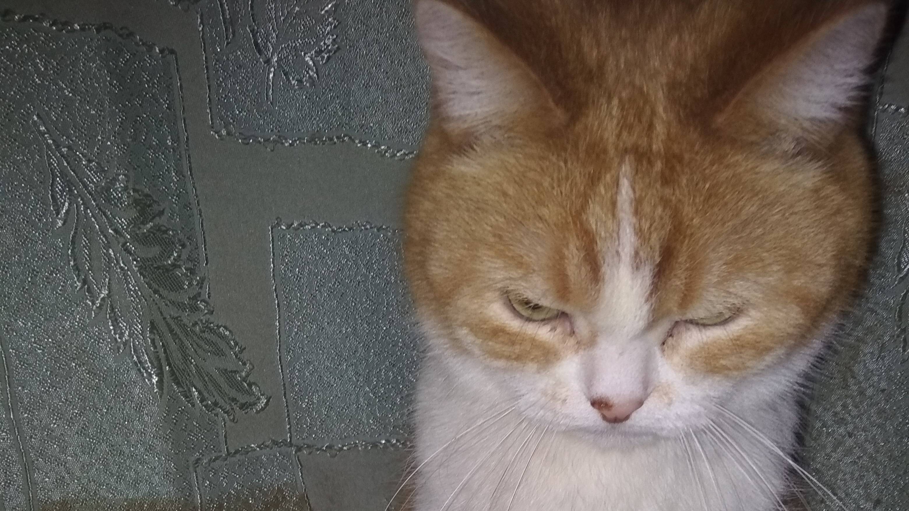 сообразительный котик...😄😄😄