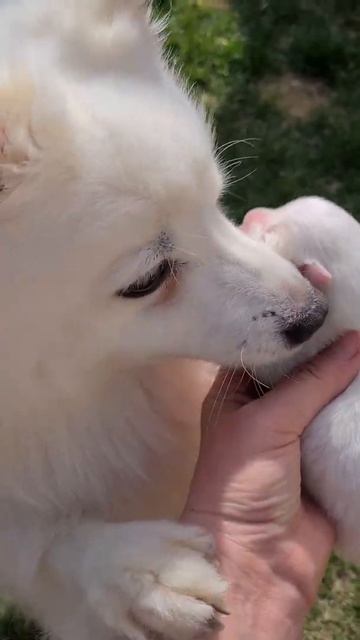 питомник Цунени Катцу  щенки Японского Шпица