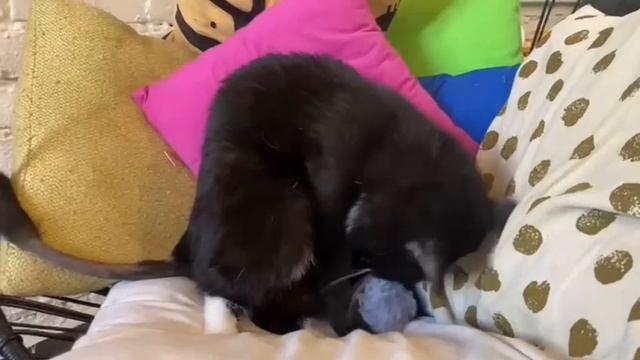 Сиэтл - приютский котик, ждёт вас в Котобюро на Маяковке!
#всемкота #котеноквдар