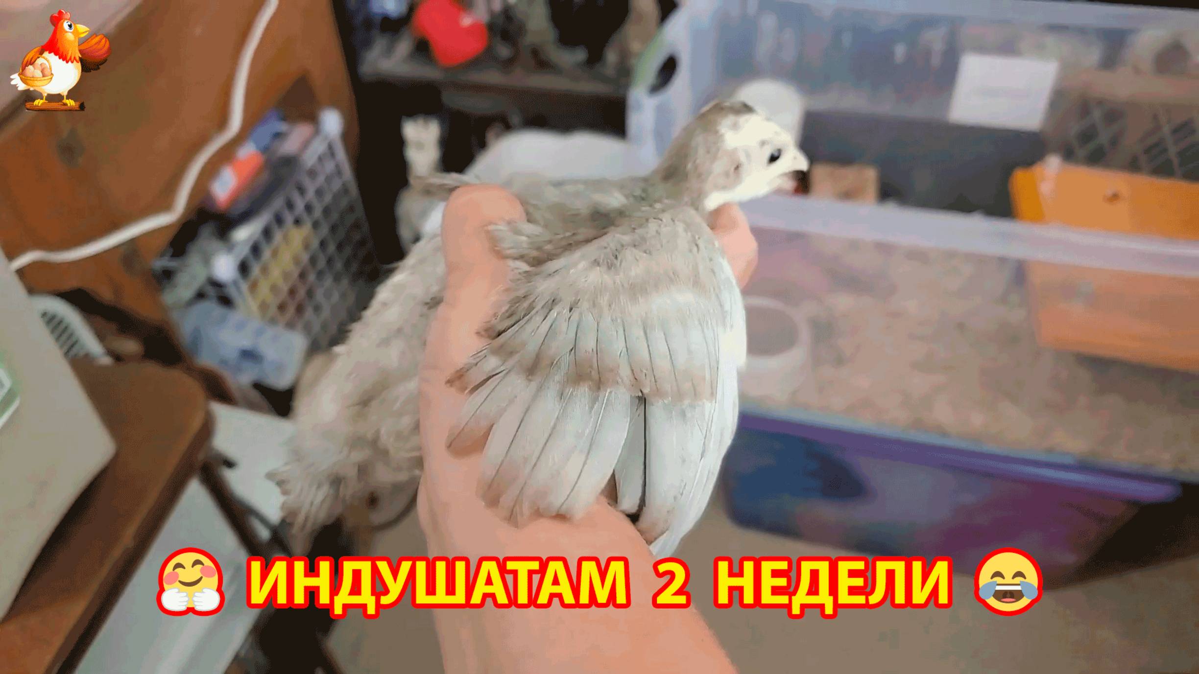 Индюшатам 2 недели старшим и растут крылышки 🦃❣️🤗