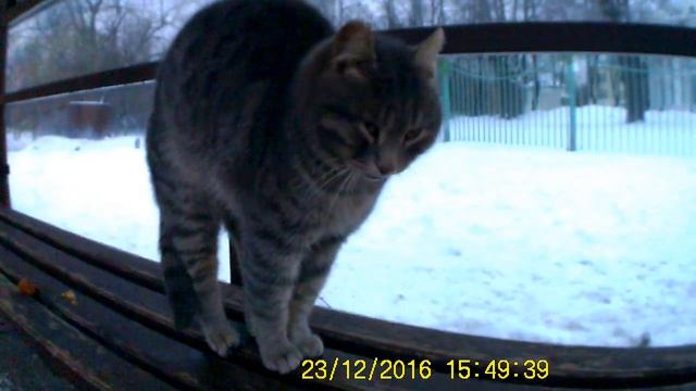 СТРАННЫЙ КОТ НА ОСТАНОВКЕ