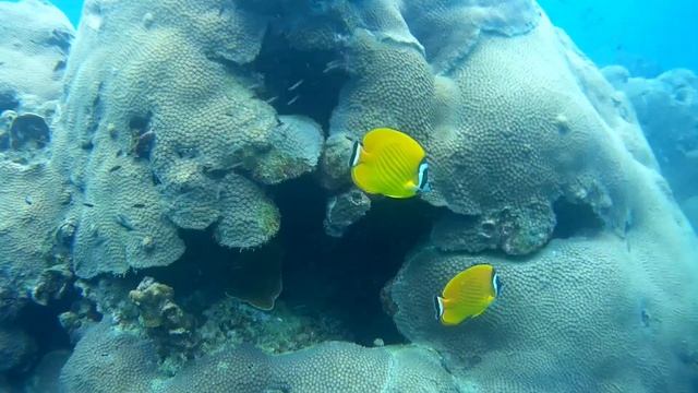 Ко Тау, Дайв-сайт Mango Bay