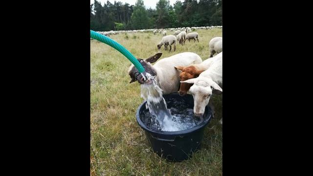 ДАГЕСТАН - РАЗВОДИТЕ ОВЕЦ, ИБО В НИХ БЛАГОДАТЬ!