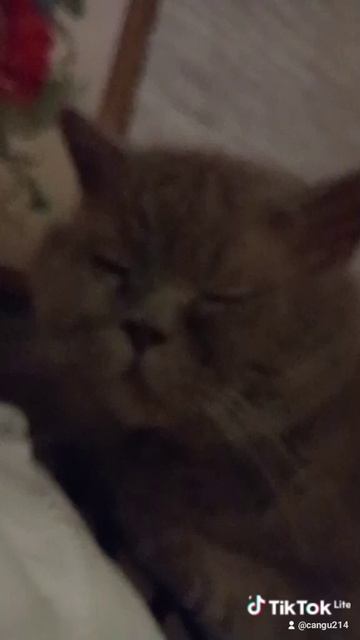кот