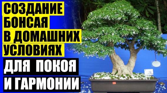 ❗ Черенок фикуса бонсай 🔵