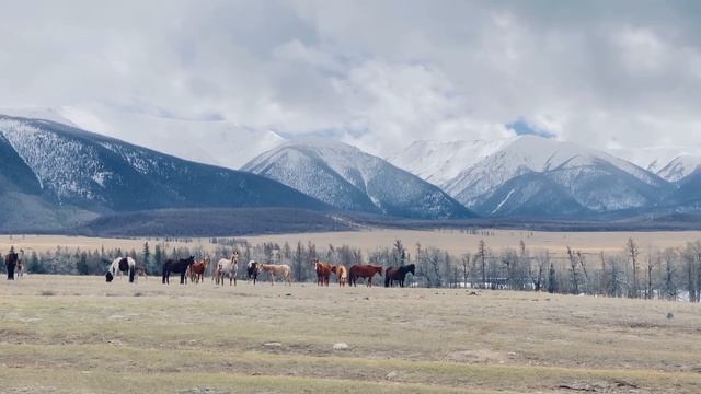ГОРНЫЙ АЛТАЙ | Курайская степь