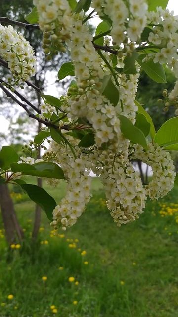 18.5.25