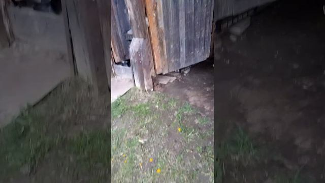 Мотоблок Нева (часть 2).mp4