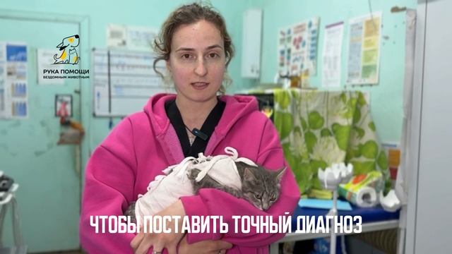 Кошечка Доня приехала к нам на стерилизацию. Поддержать⬇️