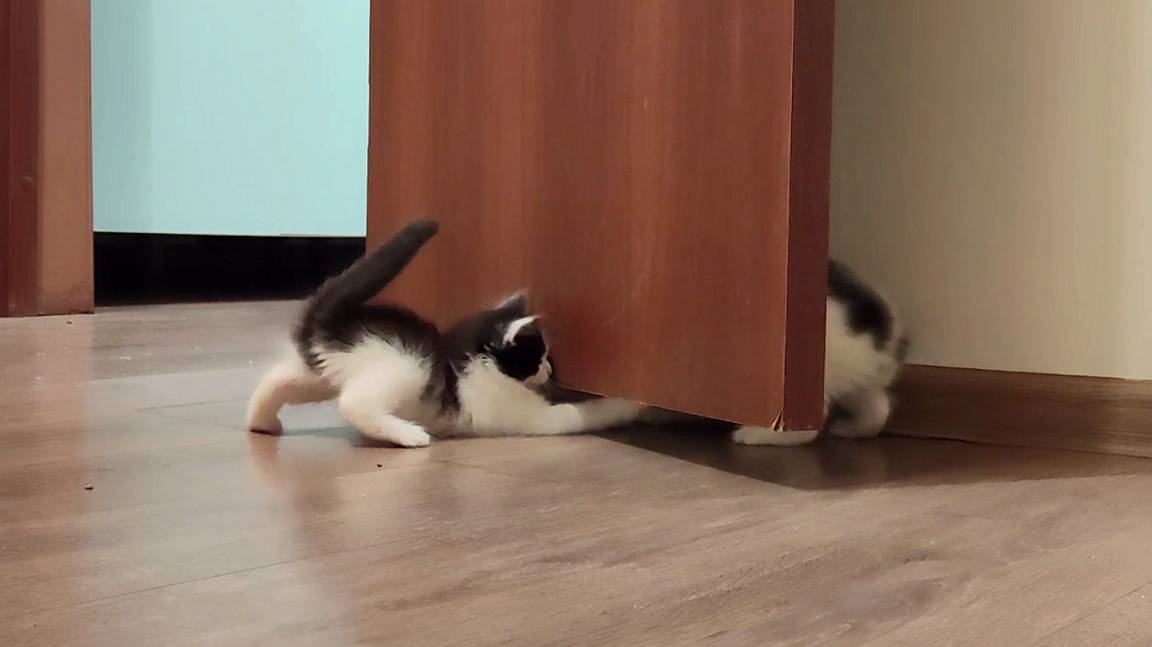 Видео с котятами, от которых невозможно оторваться.