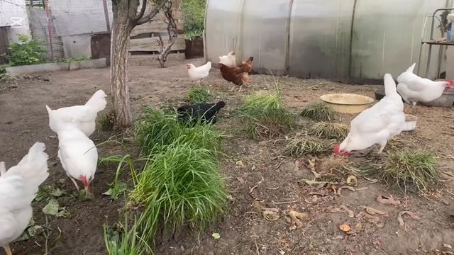 ДОМАШНИЕ КУРЫ