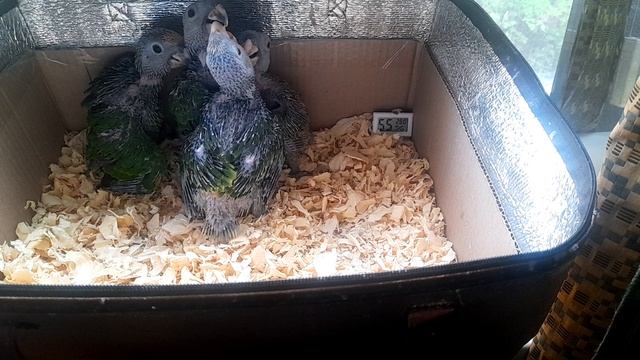 СИБИРСКИЙ ПОПУГАЙ , МАЛЫШИ ПОДРОСЛИ 🦜🦜🦜🦜