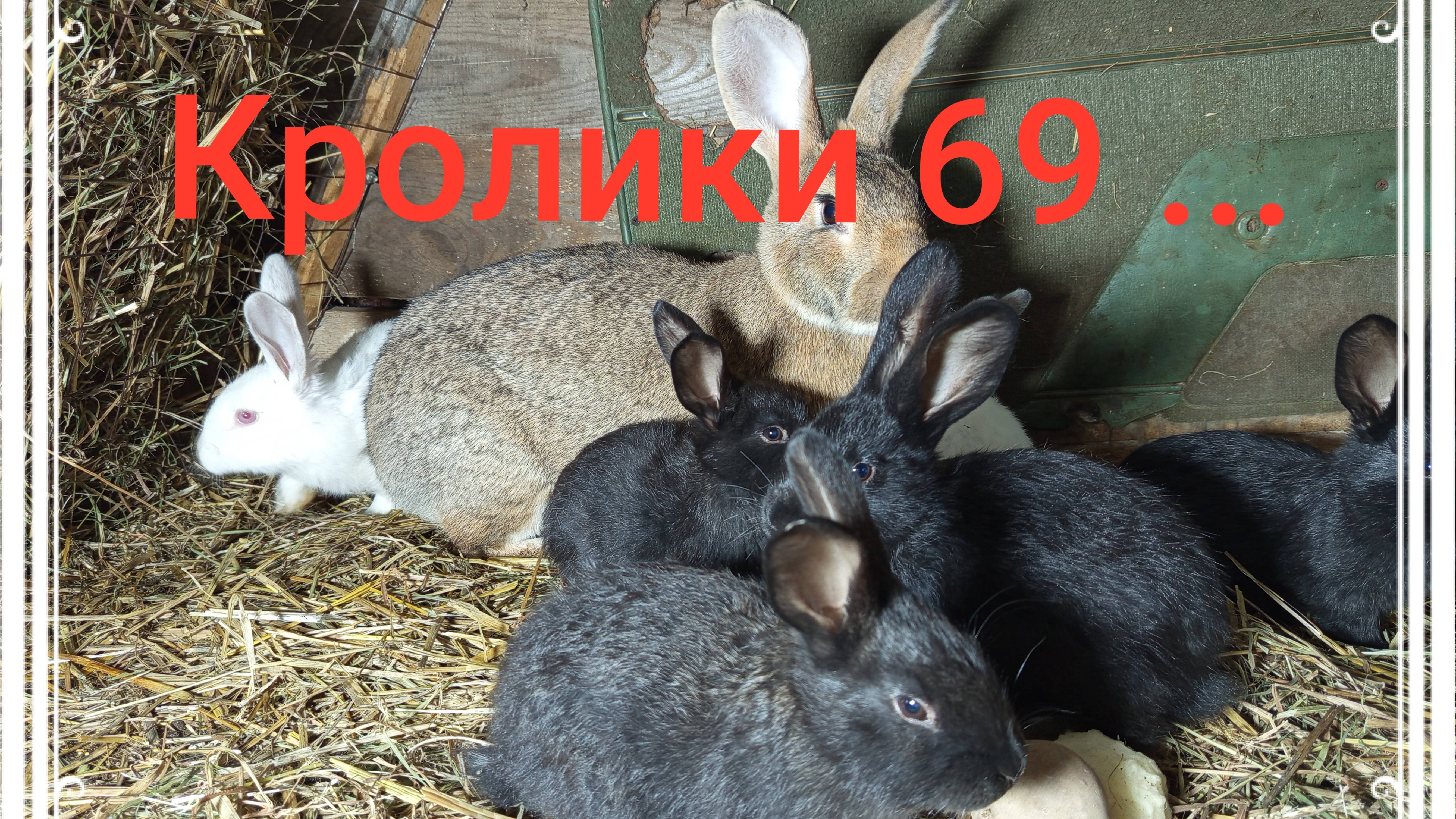 Кролики 69 ...