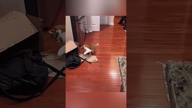 VID_20250518_030149_710.mp4