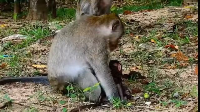 Несколько дней оператор снимал макаку ...  1000006460.mp4