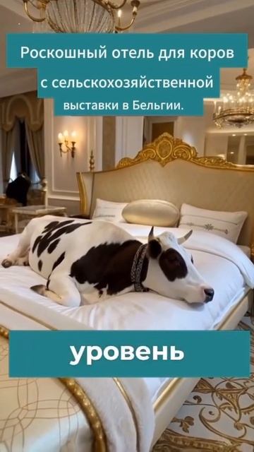 Даже у коров есть возможность отдохнуть! Из мира идиотов.