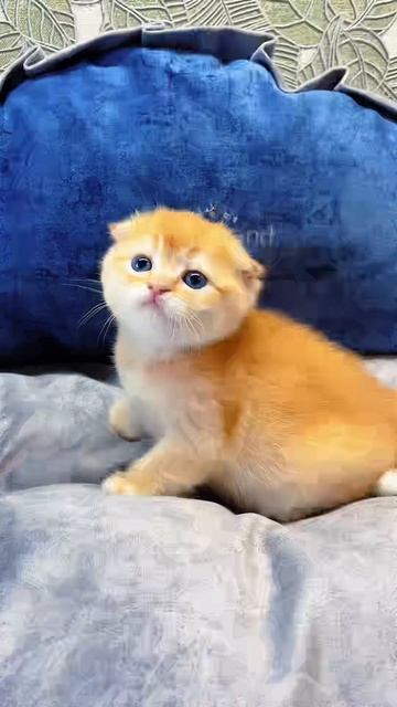 Марины котята под бронь