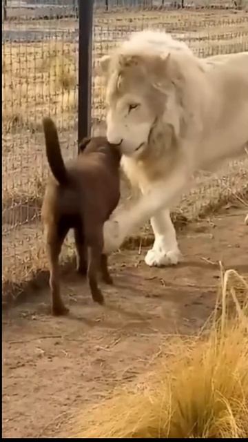 Пес 🐕 и 🦁 лев