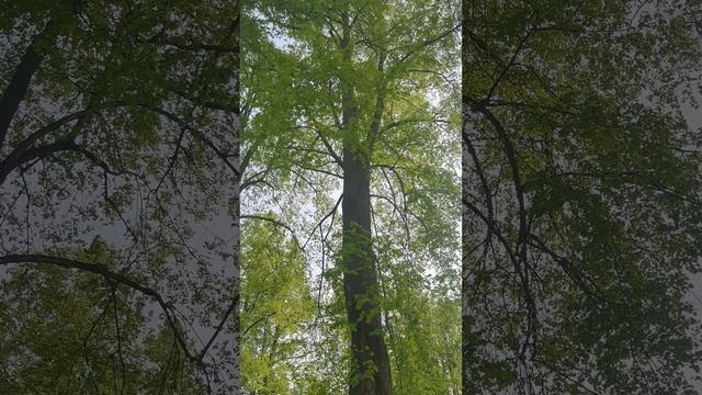 Гребнево