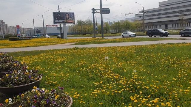 Санкт-Петербург. Всё газоны в золоте.