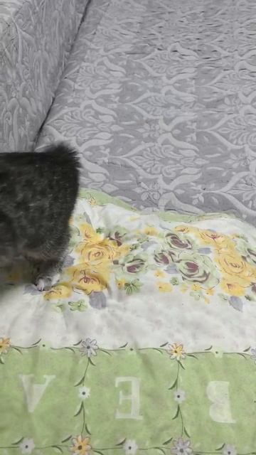 "Страшнее кошки зверя нет"