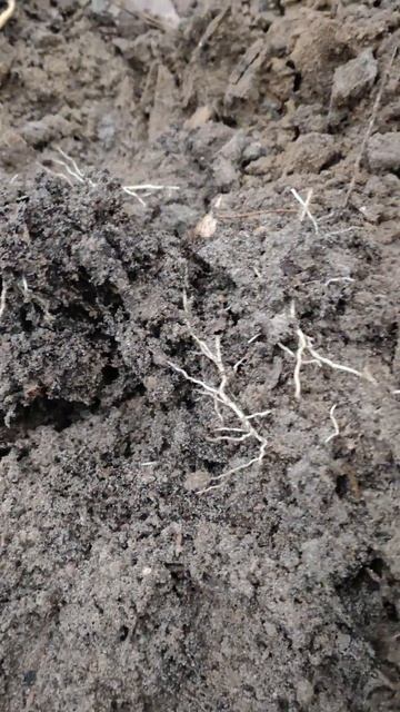 Коп в Беларуси #metaldetecting #клад #equinox600 #коп