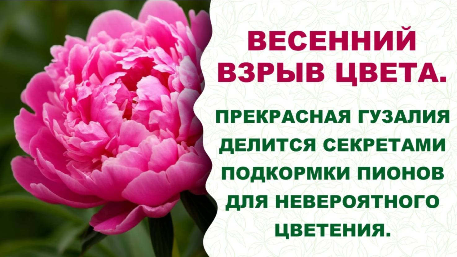 Пионовый рай. Узнайте, какие подкормки творят чудеса с пионами. Прекрасная Гузалия