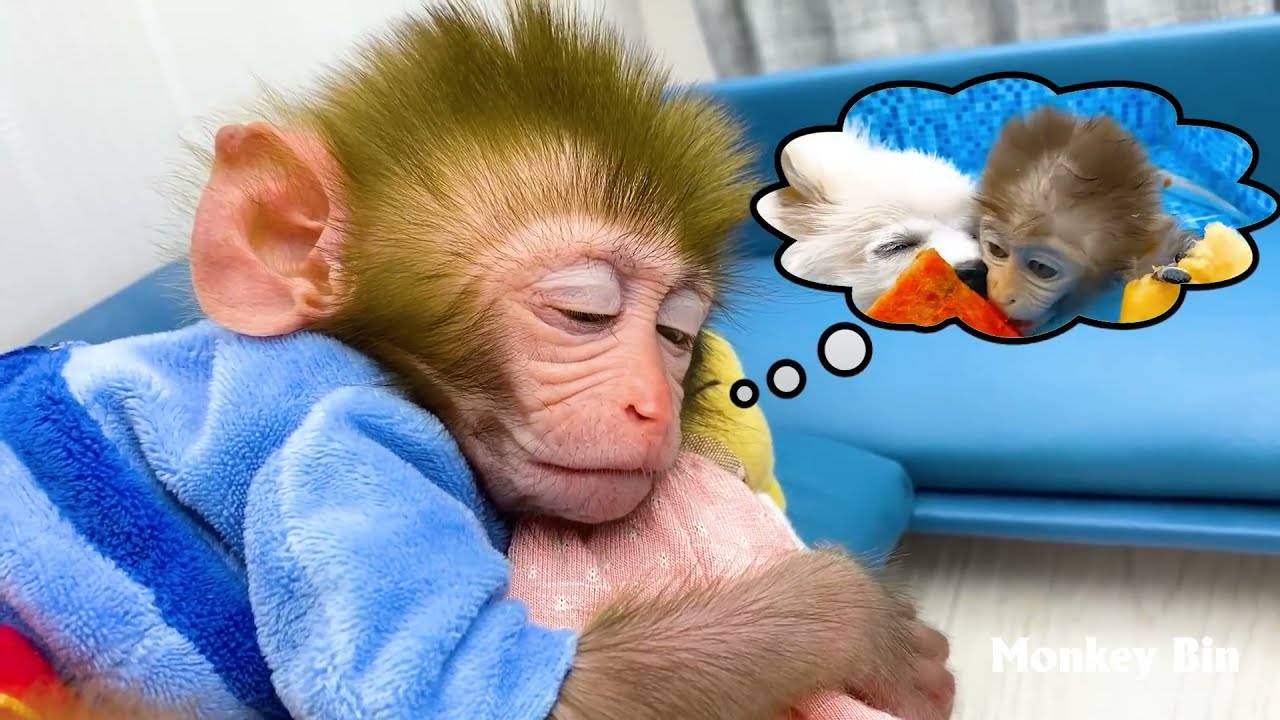 Обезьянка Беби Бон Бон собирает урожай радужного фруктового желе, мороженого и приключений с иноплан