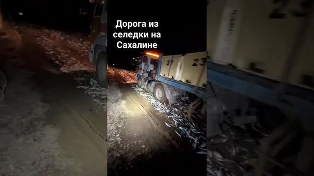 На Сахалине делают тротуар из селедки #море #сахтерра #сахалин #fishing
