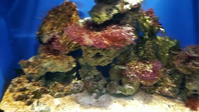 Морские коньки