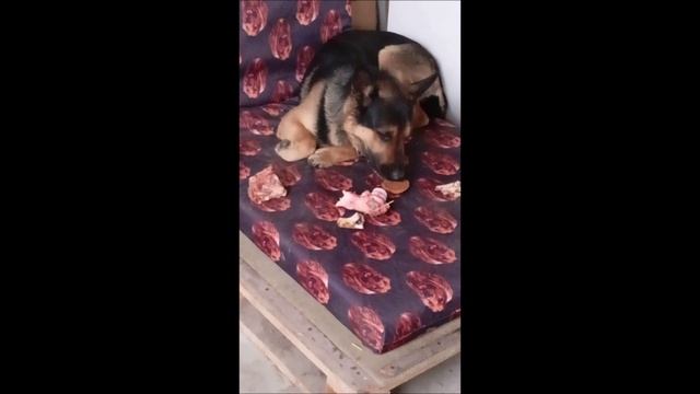 Собака. Том