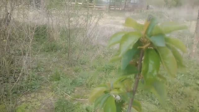 Посадка двух груш, вишни и черешни