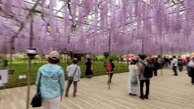 Ashikaga flower park Japan