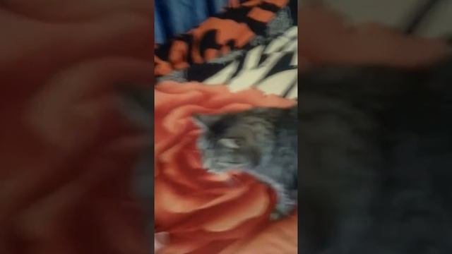Жанна и кот