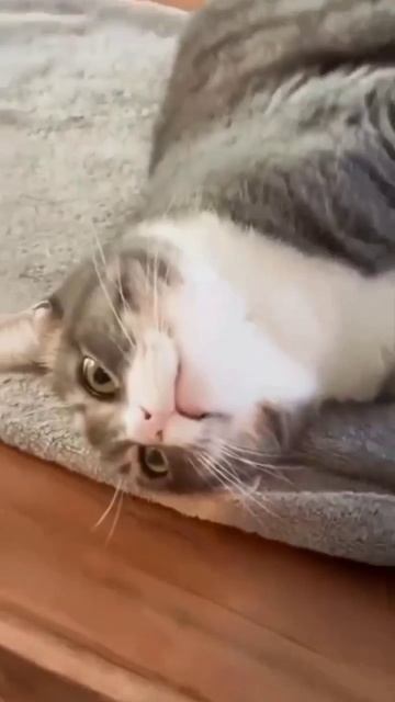 Жизнь кота пошла под откос