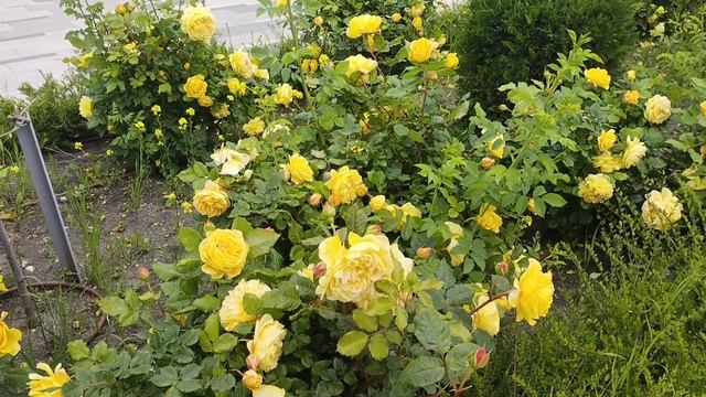 фоновая музыка, энигма. прекрасное исполнение.прекрасные розы 🌹